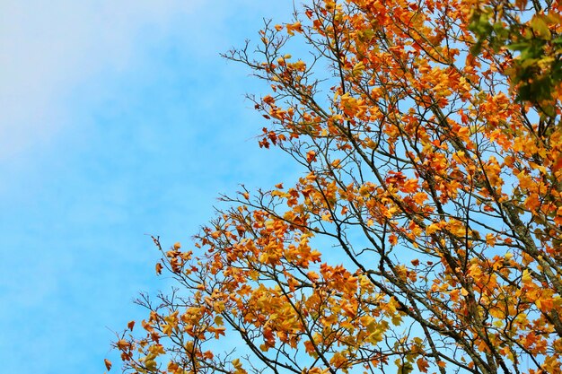 Un árbol de arce grande con naranja, hojas rojas y cielo azul en otoño.