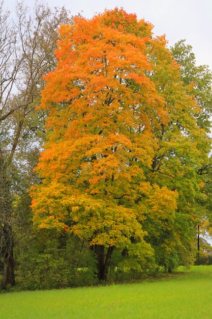 El árbol de arce grande con naranja y rojo se va en el parque público.