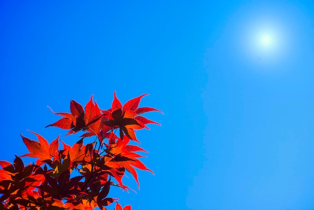 Árbol de arce hojas rojas bajo el sol