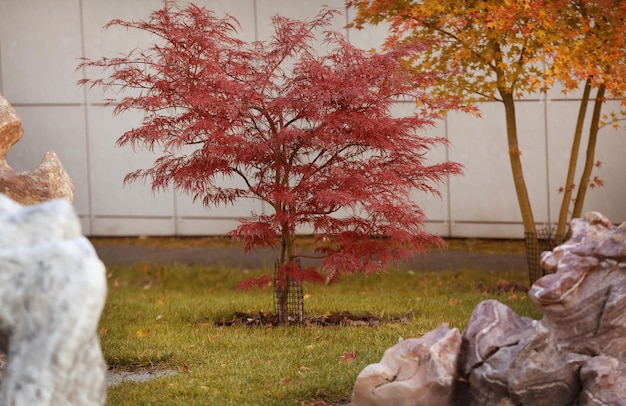 Árbol de arce japonés Acer palmatum en park