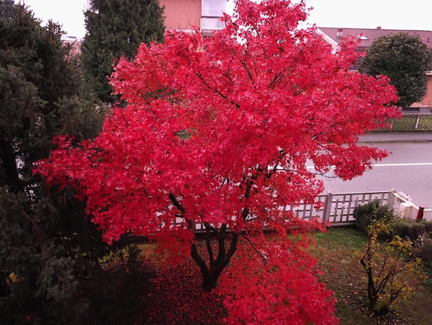 árbol de arce rojo