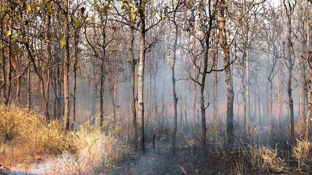 el árbol arde después del incendio forestal.