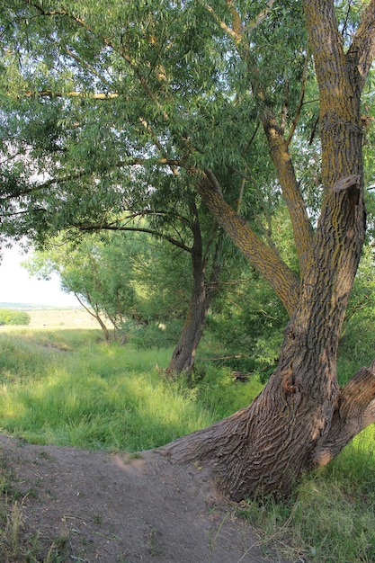 Un árbol en un área cubierta de hierba