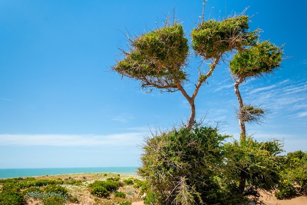 Foto un árbol de argán demacrado crece frente al mar en la costa de sidi kaouki en marruecos