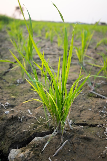 Árbol de arroz verde en el campo de arroz