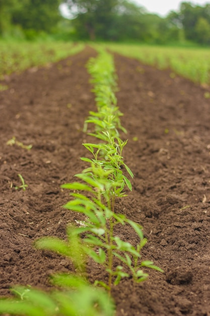 Foto Árbol de arveja en el campo agrícola