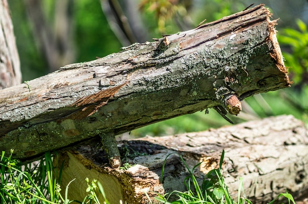 árbol aserrado en el bosque