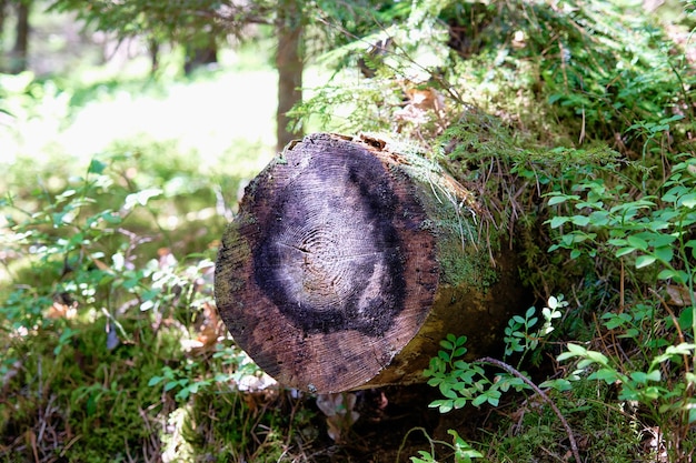 Un árbol aserrado en primer plano una vista desde el lado aserrado