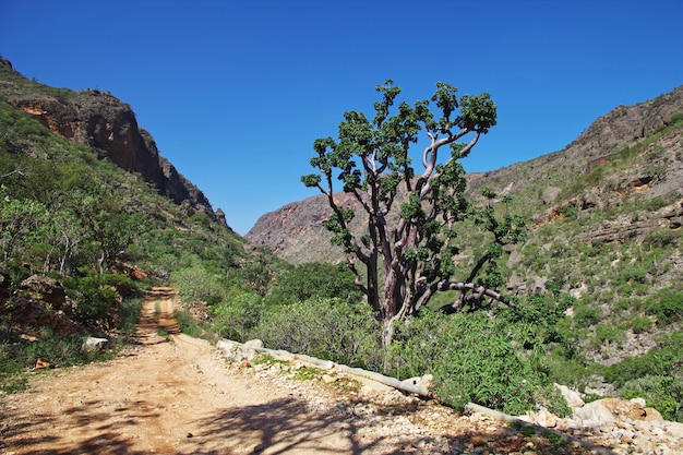 Foto el árbol en ayhaft canyon, isla de socotra, océano índico, yemen