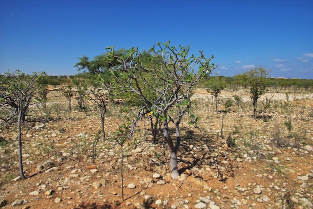 El árbol en Ayhaft Canyon isla de Socotra océano Índico Yemen