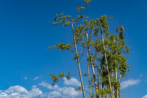 Foto Árbol balanceándose en el viento sobre un fondo de cielo azul