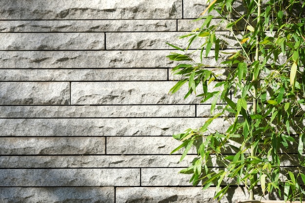 Árbol de bambú con fondo de pared de piedra