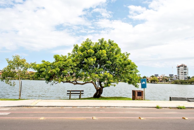 Árbol y banco a la sombra frente al lago