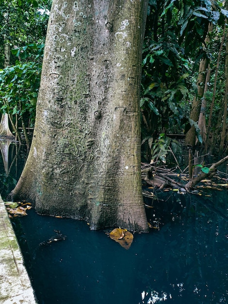 Árbol banyan viejo con muchas raíces