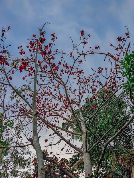 Un árbol con bayas rojas