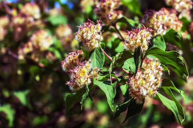 Arbol de belleza Cabeza de semilla de la nube rosa Nombre latino Kolkwitzia amabilis Nube rosa