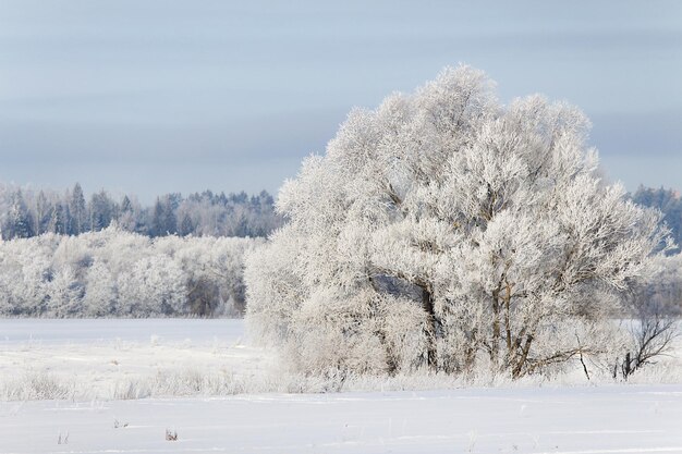 Un árbol blanco cubierto de nieve en un campo de invierno abierto