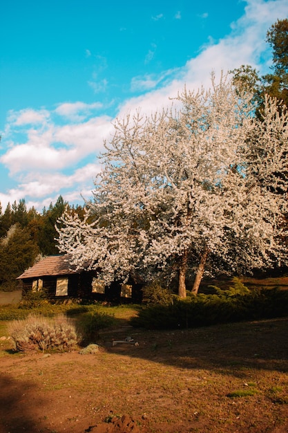 Foto Árbol blanco