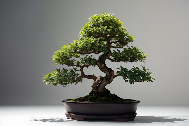 Un árbol bonsái en una maceta junto a una pequeña planta en maceta