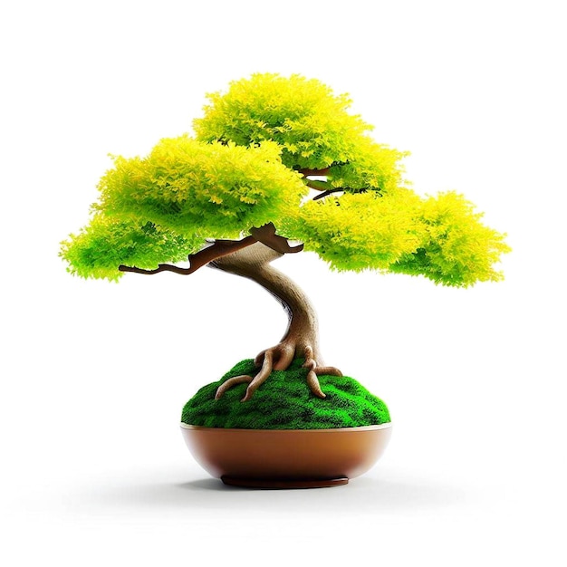 árbol de bonsai en una olla sobre un fondo blanco