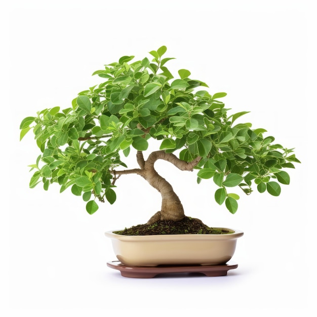 Foto Árbol de bonsai de orégano con hojas de color verde claro y marrón oscuro