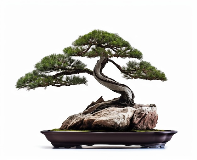 Un árbol de bonsai en una roca con un fondo blanco