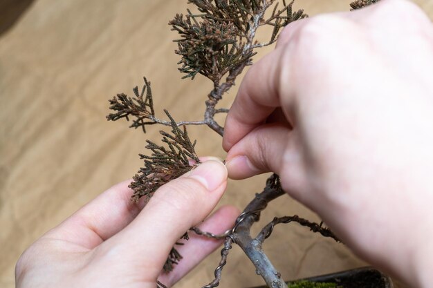 Foto el árbol de bonsai shimpaku makashiwa