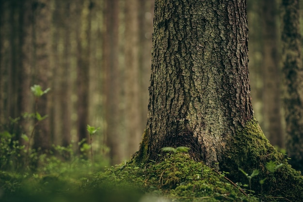 Un árbol en un bosque de cerca