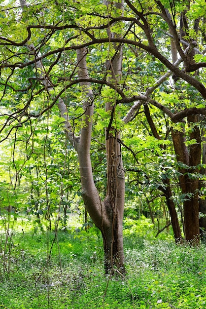 Un árbol en el bosque con una flor azul en las ramas.