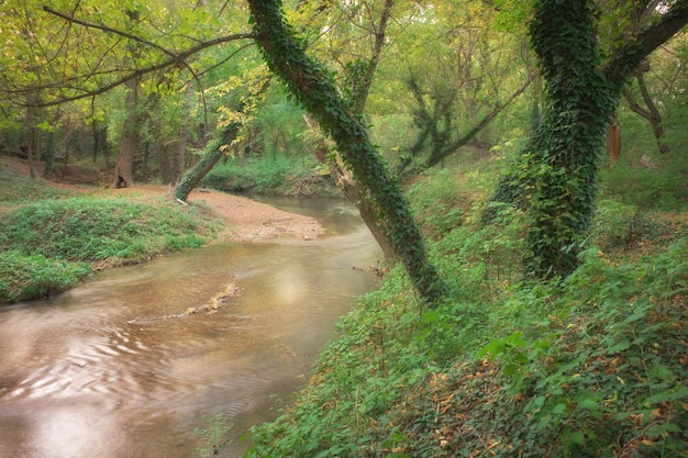 Foto Árbol en el bosque y el flujo del río