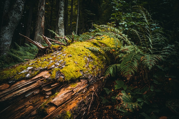 árbol en un bosque de musgo