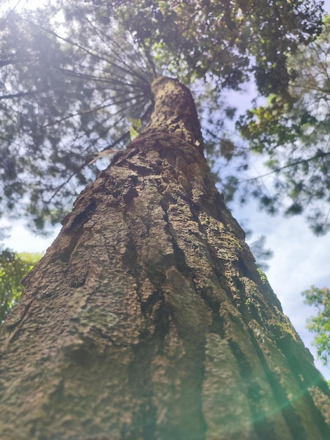 Un árbol en el bosque con el sol brillando sobre él.