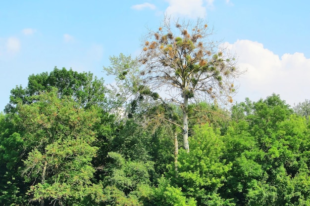 Foto un árbol en un bosque de verano con muérdago un árbol muerto entre árboles verdes un árbol marchito enfermo atacado por viscum de muérdago son arbustos hemiparásitos leñosos obligados