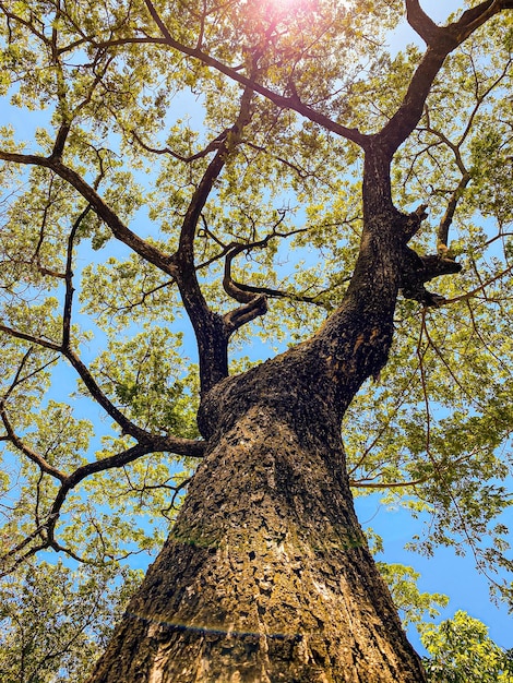 Foto Árbol del bosque