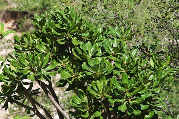 El árbol botella en Ayhaft Canyon isla de Socotra océano Índico Yemen