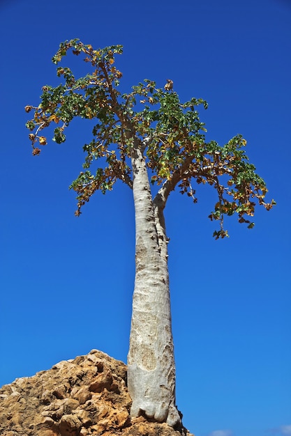 El árbol de la botella en la roca isla de Socotra Océano Índico Yemen