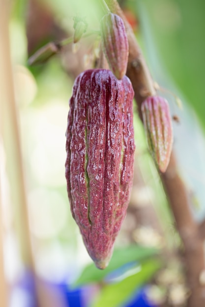 Árbol de cacao en bolsa de siembra, en el invernadero