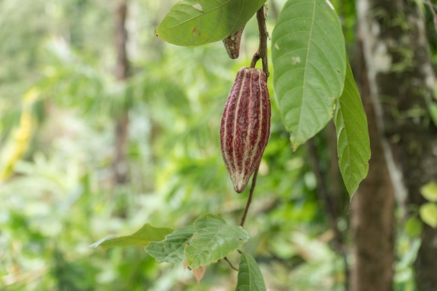 Foto Árbol de cacao con fruta bali indonesia