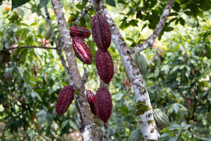 Foto un árbol de cacao con mazorcas de cacao en la plantación de cacao.