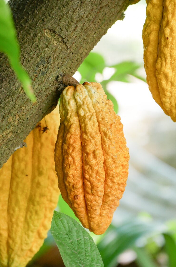 Árbol de cacao con vainas. Usado como alimento y bebida.