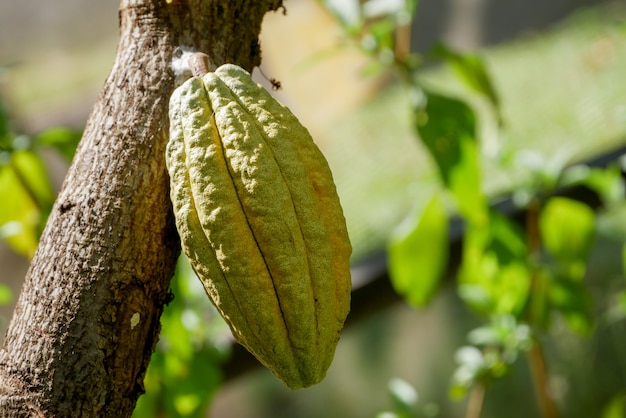 Foto Árbol de cacao con vainas. usado como alimento y bebida.