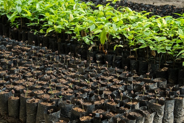 Foto Árbol de cacao