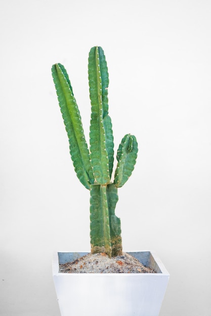 árbol de cactus con fondo limpio