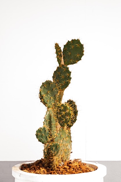 árbol de cactus con fondo limpio