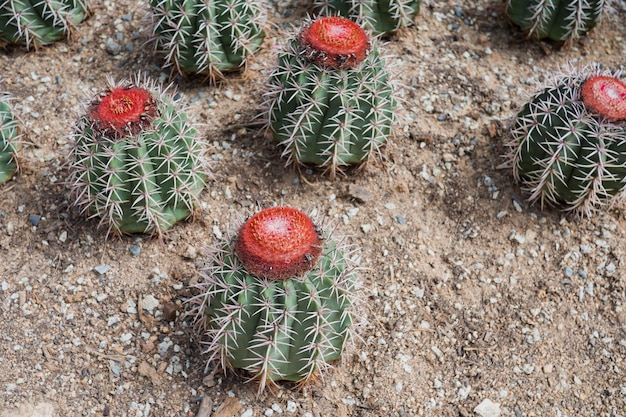 árbol de cactus