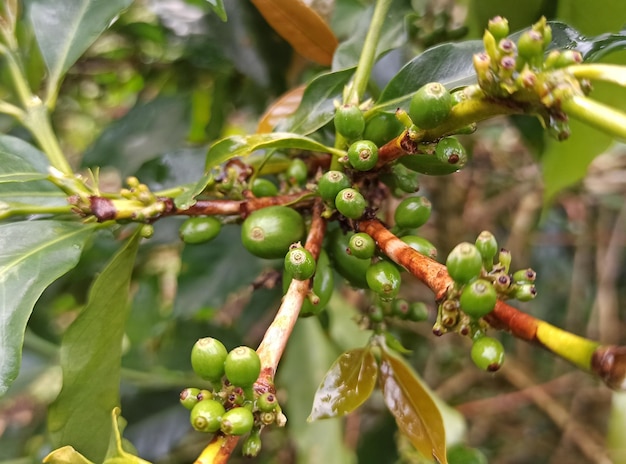 Un árbol de café con granos de café verdes