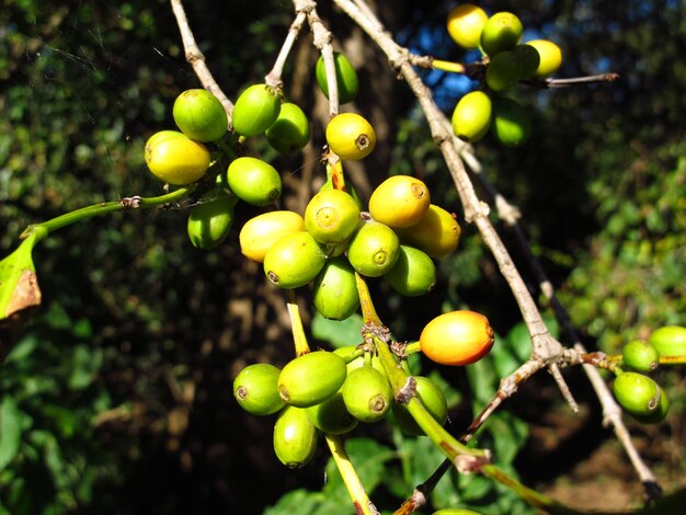 El árbol del café en el país de Etiopía