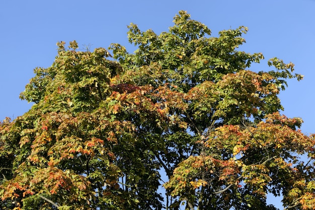 árbol durante la caída de las hojas