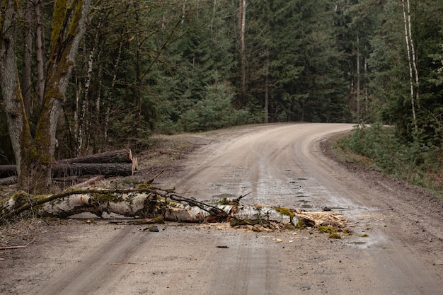 Foto Árbol caído bloqueando una carretera rural en un bosque caducifolio en la temporada de primavera