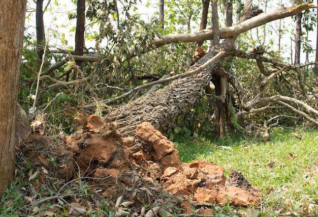 Árbol caído dañado por tormenta de viento natural